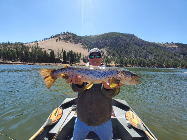 Missouri River Brown Trout