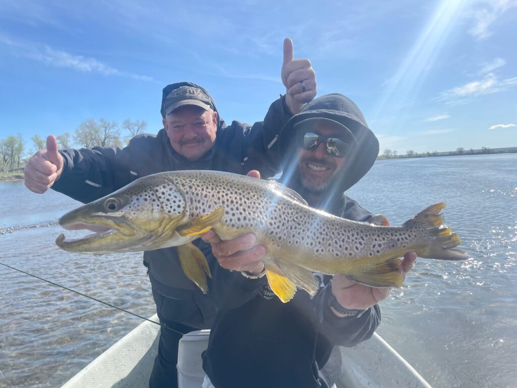 Huge Brown trout