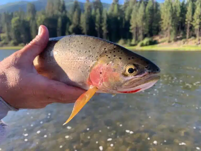 Bright orange on westslope cutthroat trout