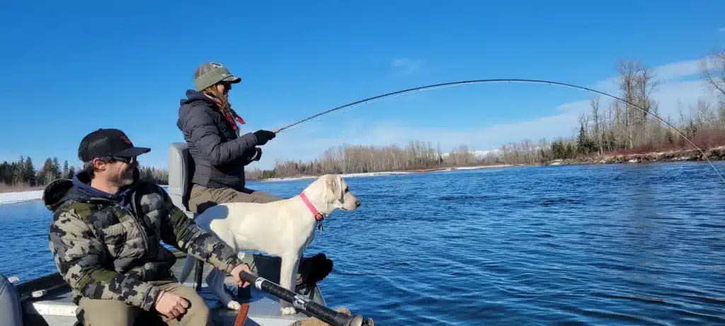 Blue skies and dog watching fish