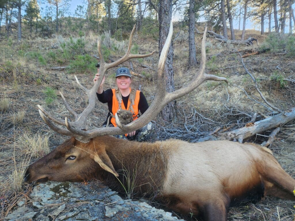 Bull elk Missouri Breaks