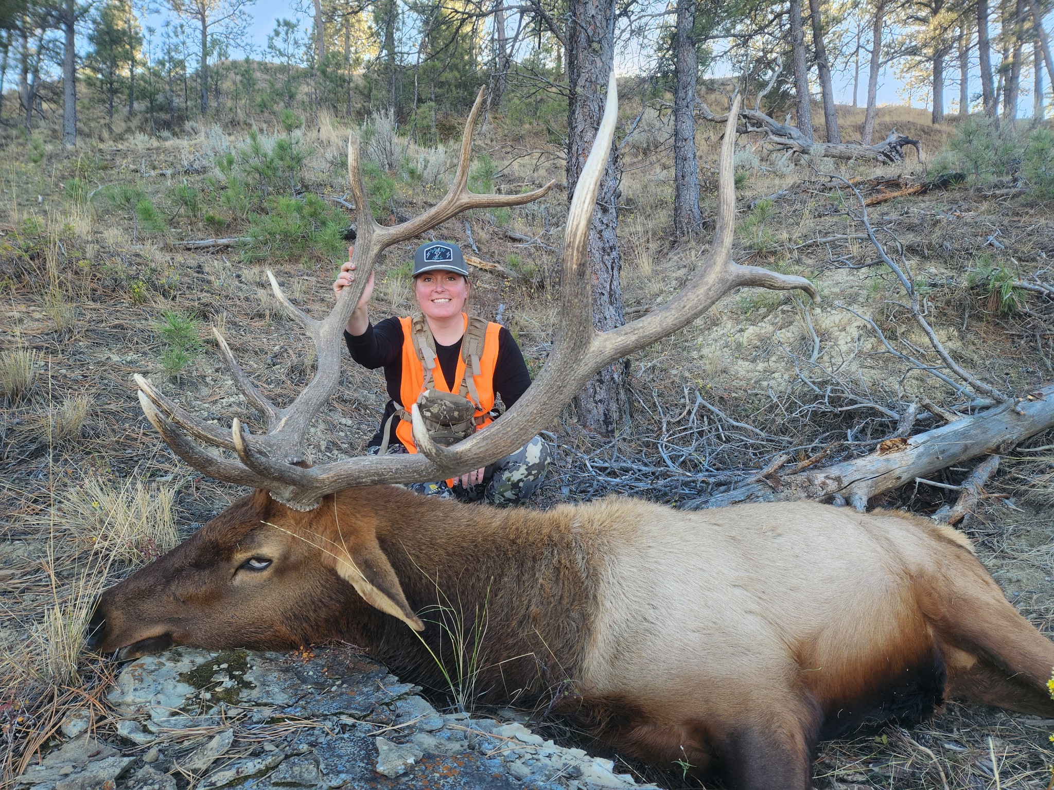 Bull elk Missouri Breaks