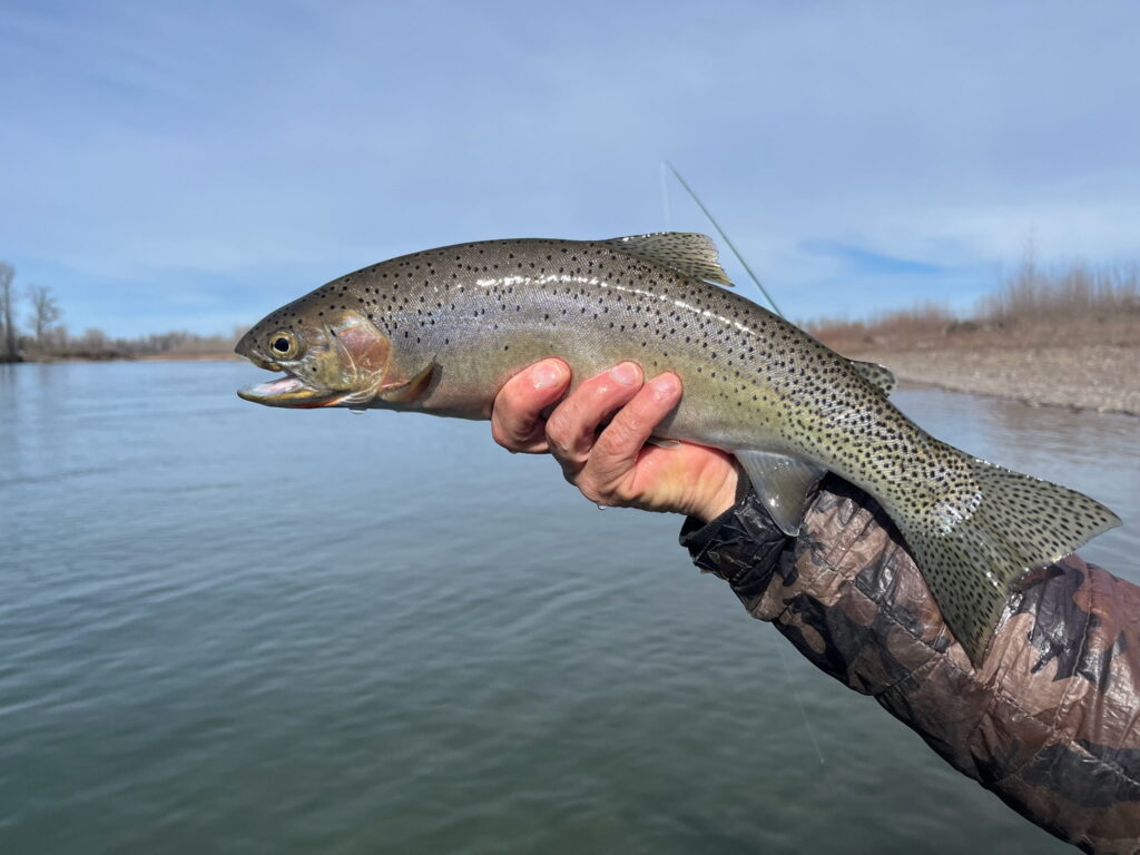 Wintertime Flathead cutthroat