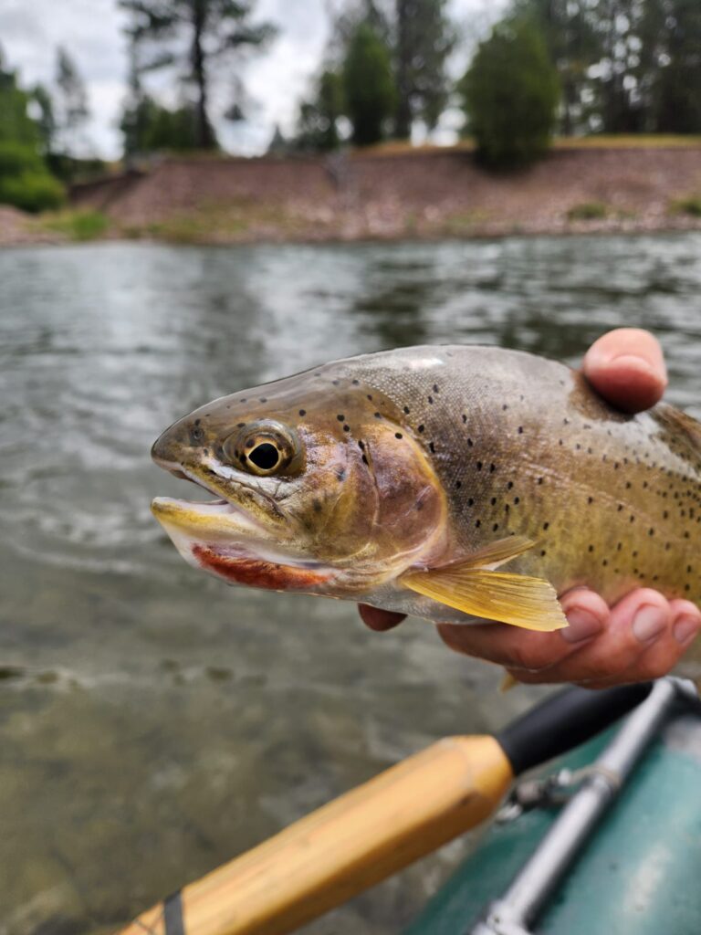 westslope cutthroat trout