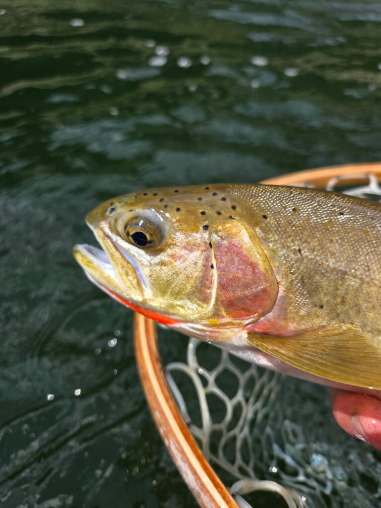 purty cutthroat
