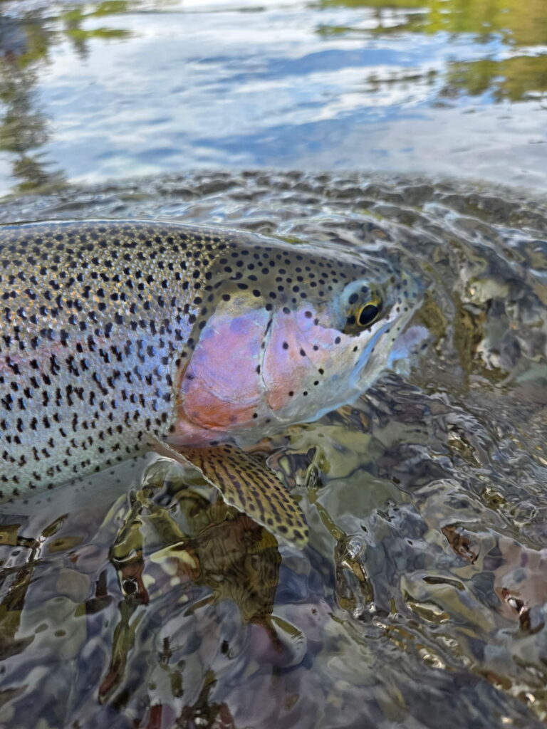 gorgeous rainbow trout