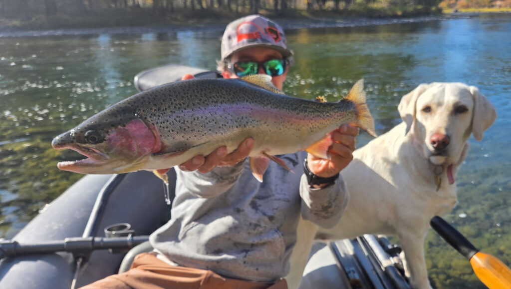 Big rainbow trout and a white lab boat dog