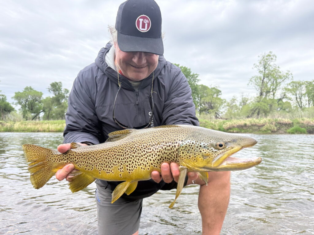 25 inch brown