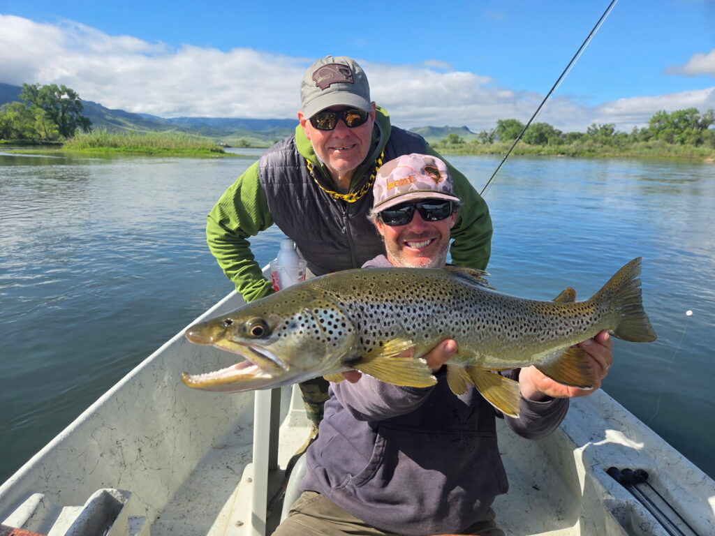 brown trout